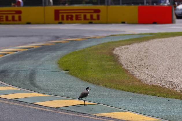Motorsports: FIA Formula One World Championship WM Weltmeisterschaft 2015, Grand Prix of Australia, bird on curbs, animal, Vogel, Tier xHOCHxZWEIx