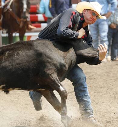 Calgary, Alberta; Canada--- Cowboy Dakota Eldridge (from Elko, Nevada) in the Steer Wrestling event during the rodeo at Calgary Stampede. digital photo by Larry MacDougal