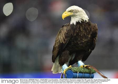Aktuell Fußball, Champions League Play Off, Lazio Rom Aquila Olimpia Lazio Eagle Roma 18-08-2015 Stadio Olimpico, Football Calcio 2015 2016 Champions League Preliminary Lazio Rom andreaxstaccioli