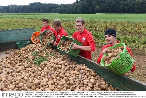 Aktuell Volleyball, 1. BL, Teambuilding, TV Rottenburg während der Kartoffelernte Volleyball 1. Bundesliga 2015 2016 TV Rottenburg beim Teambuildingevent 24.08.2015 TV R Team bei der Kartoffelernte auf der Schwaebischen Alb bei Ehestetten (Kreis Reutlingen); Sven Metzger, Friederich Nagel, Lars Wilmsen und Willy Belizer (v.li.) 