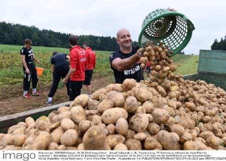 Aktuell Volleyball, 1. BL, Teambuilding, TV Rottenburg während der Kartoffelernte Volleyball 1. Bundesliga 2015 2016 TV Rottenburg beim Teambuildingevent 24.08.2015 TV R Team bei der Kartoffelernte auf der Schwaebischen Alb bei Ehestetten (Kreis Reutlingen); Trainer Hans Peter Mueller - Angstenberger (re) 