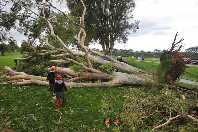 Golf, Farmers Insurance Open in San Diego wegen schlechten Wetters unterbrochen Feb. 1, 2016 - San Diego, CA, USA - Workers clean up an iconic eucalyptus tree the fell on the 15th hole of south course at Torrey Pines, delaying the Farmers Insurance Open on Feb. 1, 2016 in San Diego. Play resumed at 10am Monday. Delayed Farmers Inurance Open - ZUMAm67_