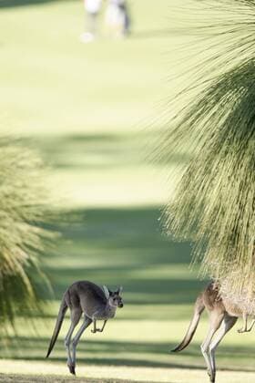 Bilder des Tages - SPORT 25.02.2016. Perth, Australia. ISPS HANDA Perth International Golf.A couple of the locals hop through the course at the first hole. xActionxPlusxOperationsx  ActionPlus11710798