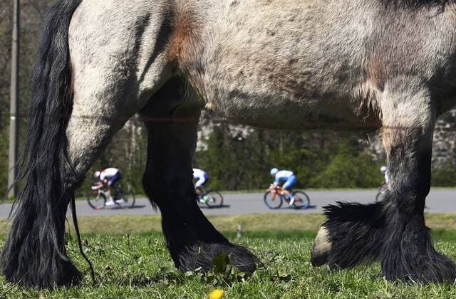 Themen der Woche - Sport Bilder des Tages - SPORT Illustration picture of the peloton Landscape Bunch Postcard Post card Paysage Carte Postale landschap briefkaart in action CYCLISME : La Fleche Wallonne - 20 04 2016 PhotoNews Panoramic 
