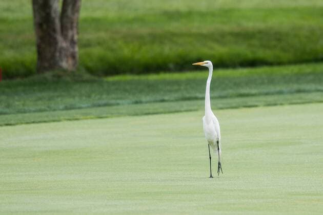 June 4, 2016 - Dublin, Ohio, U.S - A crane wanders the 18th fairway during the third round of The Memorial Tournament at Muirfield Village Golf Club, Dublin, Ohio. Golf 2016 - The Memorial Tournament - Third Round - ZUMAs304