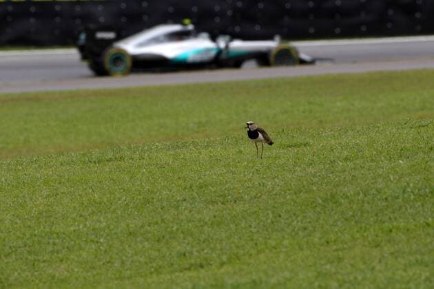 Formel 1, GP Brasilien, Kiebitze auf der Rennstrecke in Interlagos Brazilian Grand Prix, Sao Paulo 10 - 13 November 2016 12.11.2016 - Free Practice 3, Nico Rosberg (GER) Mercedes AMG F1 W07 Hybrid 