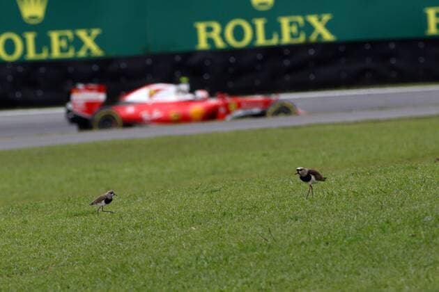 Formel 1, GP Brasilien, Kiebitze auf der Rennstrecke in Interlagos Brazilian Grand Prix, Sao Paulo 10 - 13 November 2016 12.11.2016 - Free Practice 3, Kimi Raikkonen (FIN) Scuderia Ferrari SF16-H 