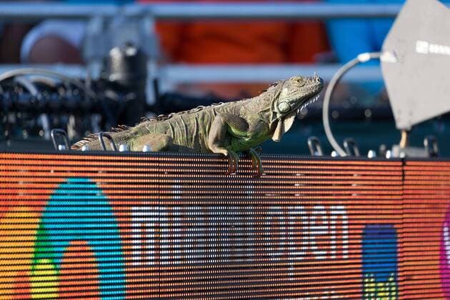 ATP-Turnier in Key Biscayne, Leguan verirrt sich ins Tennisstadion March 22, 2017: An Iguana got on the scoreboard of Court 1, causing a brief play interruption and commotion in the stands, during a match of Tommy Haas, of Germany, against Jiri Vesely, of Czech Republic, at the 2017 Miami Open presented by Itau professional tennis tournament, played at Crandon Park Tennis Center in Key Biscayne, Florida, USA. CSM Tennis 2017: Miami Open presented by ITAU MAR 22 - ZUMAc04_ 20170322_zaf_c04_006 Copyright: xMarioxHoubenx