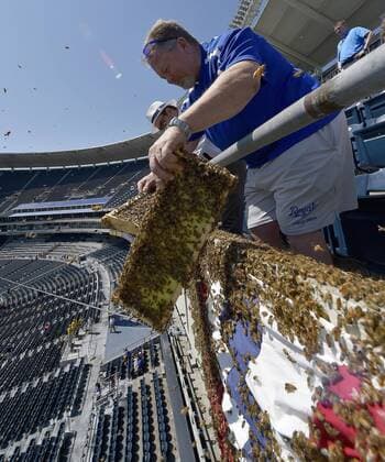 Bilder des Tages - SPORT MLB, Bienenschwarm im Stadion der Kansas City Royals May 7, 2017 - Kansas City, MO, USA - Jeff Diekmann, a member of the Kansas City Royals tarp crew, who is also a bee keeper, helps remove a swarm of bees that decided the upper deck bunting in the stadium was a good place to land before a game against the Cleveland Indians on Sunday, May 7, 2017 at Kauffman Stadium in Kansas City, Mo. Cleveland Indians vs. Kansas City Royals - ZUMAm67_ 20170507_zaf_m67_020 Copyright: xJohnxSleezerx