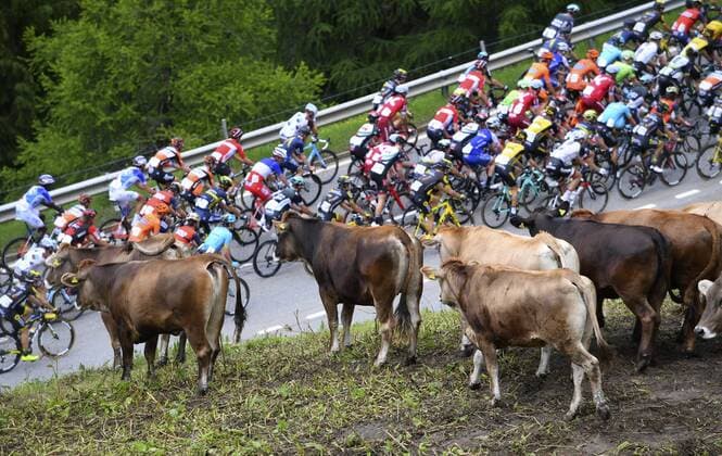 Themen der Woche - Sport Bilder des Tages - SPORT the cows look at the peloton during stage 5 of the Tour de Suisse cycling race, a stage of 222 kms between Bex and Cevio on June 14, 2017 in Cevio, Swiss, 14 06 2017 CYCLISME : Tour de Suisse - Etape 5 - Bex Cevio - 14 06 2017 Photonews Panoramic 