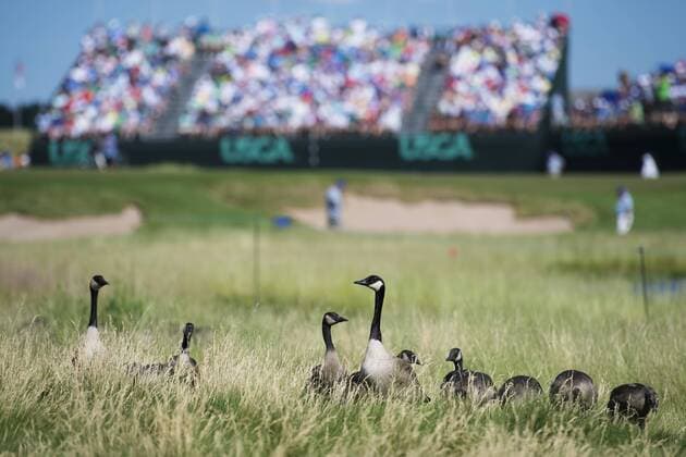 170615 Kanadagäss i närheten av en bana under första omgangen i golfturneringen US Open den 15 juni 2017 i Hartford.  Copyright: JOELxMARKLUND BB170615JM075