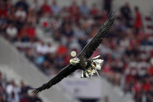 The eagle Mefi mascot of OGC Nice during the UEFA Champions League third round qualifying first leg match between OGC Nice and Ajax Amsterdam on July 26, 2017 at the Allianz Riviera in Nice, France OGC Nice v Ajax UEFA Champions League 2017 2018 xVIxVIxImagesx xMauricexvanxSteenxIVx 8328840