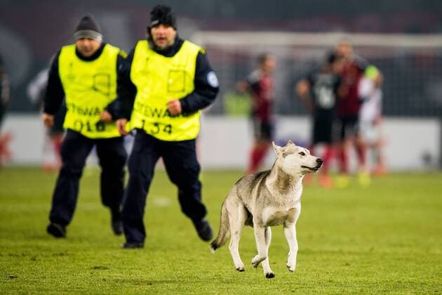 171207 A street dog is being chased off the pitch by guards during the Europa League match between FK Vardar and Rosenborg on December 7, 2017 in Skopje. Photo: Jon Olav Nesvold BILDBYRN kod JE 160096 Copyright: JONxOLAVxNESVOLD BB171207ZR018