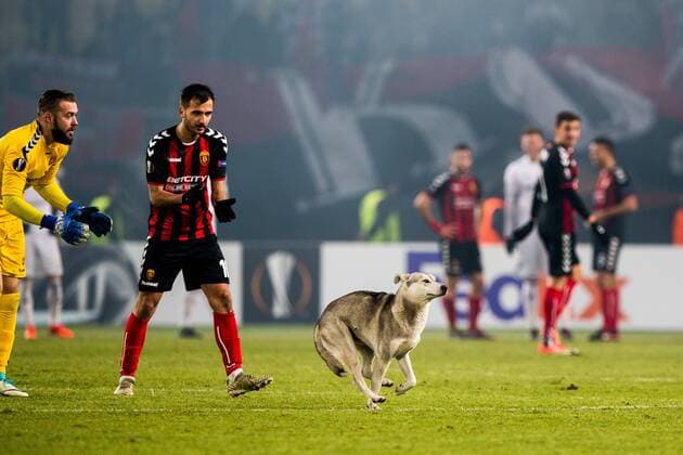 171207 A street dog on the pitch during the Europa League match between FK Vardar and Rosenborg on December 7, 2017 in Skopje. Photo: Jon Olav Nesvold BILDBYRN kod JE 160096 Copyright: JONxOLAVxNESVOLD BB171207ZU020