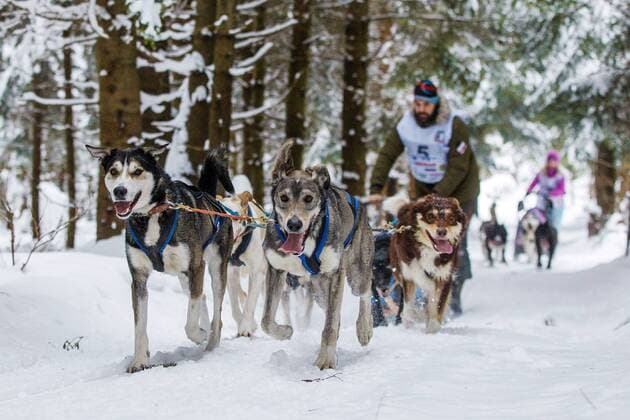 Themen der Woche - SPORT Bilder des Tages - SPORT 16.02.2018 LUTOWISKA BIESZCZADY WYSCIGI PSICH ZAPRZEGOW W KRAINIE WILKA W BIESZCZADACH Sled Dog Racing In the land of the Wolf is a sporting and cultural event, with dozens of years of tradition in Lutowiska village in Bieszczady mountains in south-eastern Poland. Due to their geographical and climate conditions, Bieszczady mountains have been called the Polish Alaska for many years. N Z PSI ZAPRZEG FOT MACIEJ GOCLON FOTONEWS NEWSPIX.PL --- Newspix.pl  20180216FNMG030