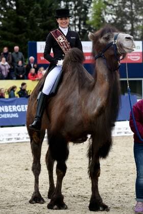 Dressur - Horses and Dreams 2018 - CDI4* GP FS - Grand Prix Freestyle to Music am 28.04.2018 auf dem Hof Kasselmann in Hagen a.T.W. Kristina Bröring-Sprehe (Deutschland) einem Kamal bei der Siegerehrung.