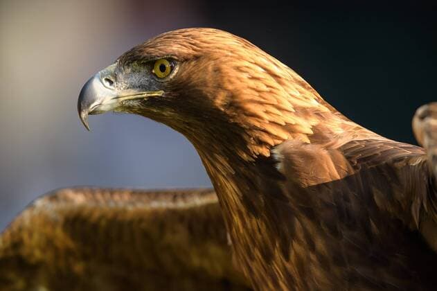 FC Bayern München vs SG Eintracht Frankfurt, DFB Pokalfinale, 19.05.2018 Steinadler Atilla beim DFB Pokalfinale zwischen dem FC Bayern München und der SG Eintracht Frankfurt am 19.05.2018, , Berlin BER Deutschland Olympiastadion