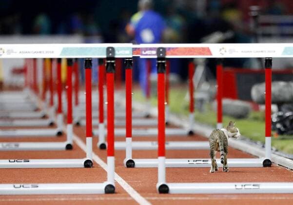 Sport Themen der Woche KW34 Sport Bilder des Tages Asian Games 2018 in Indonesia A cat makes an appearance on the track, temporarily suspending a women s 100-meter hurdles preliminary race at the Asian Games in Jakarta on Aug. 25, 2018. 