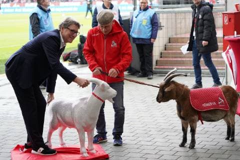 Sport Themen der Woche KW45 Sport Bilder des Tages Fußball, 2. BL, 1. FC Köln, Toni Schumacher weiht Hennes Skulptur ein GER, 2. FBL, 1.FC Koeln vs. Dynamo Dresden 10.11.2018, RheinEnergieStadion, Koeln, GER, 2. FBL, 1.FC Koeln vs. Dynamo Dresden, DFL regulations prohibit any use of photographs as image sequences and or quasi-video im Bild picture shows: Toni Schumacher Vize Präsident Praesident (1.FC Koeln), weiht den neuen KUNST Hennes ein ein erstes Zusammentreffen mit den richtigen Hennes VIII *** GER 2 FBL 1 FC Koeln vs Dynamo Dresden 10 11 2018 RheinEnergieStadion Koeln GER 2 FBL 1 FC Koeln vs Dynamo Dresden DFL regulations prohibit any use of photographs as image sequences and or quasi video picture shows Toni Schumacher Vice President 1 FC Koeln dedicates a first meeting with the right Hennes VIII to the new KUNST Hennes nordphotox xMeuter nph00351
