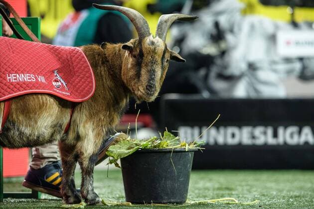 1. FC Köln vs 1. FC Magdeburg, Fussball 2. Bundesliga, 17.12.2018 Geissbock Hennes der VIII beim 2. Bundesligaspiel zwischen dem 1. FC Köln und dem 1. FC Magdeburg am 17.12.2018 DFL regulations prohibit any use of photographs as image sequences and or quasi-video. , Köln NRW Deutschland Rhein Energie Stadion *** 1 FC Köln vs. 1 FC Magdeburg Fussball 2 Bundesliga 17 12 2018 Geissbock Hennes der VIII at the 2 Bundesliga match between 1 FC Köln and 1 FC Magdeburg am 17 12 2018 DFL regulations prohibit any use of photographs as image sequences and or quasi video Köln NRW Deutschland Rhein Energie Stadion