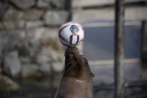Orakel Astrid im Zoo Handball WM Koeln Deutschland Datum: 18.01.2019