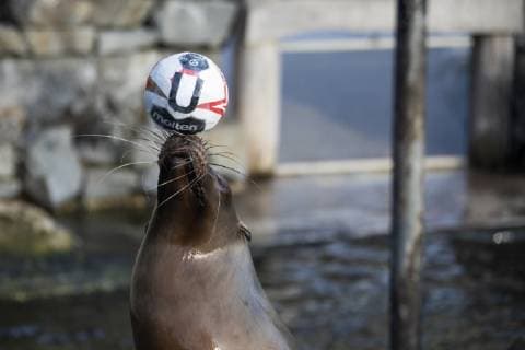 Orakel Astrid im Zoo Handball WM Koeln Deutschland Datum: 18.01.2019