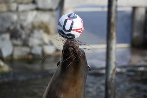 Orakel Astrid im Zoo Handball WM Koeln Deutschland Datum: 18.01.2019