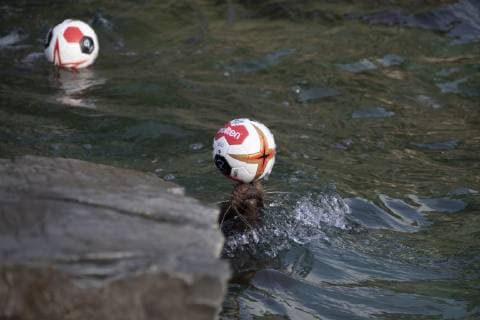 Orakel Astrid im Zoo Handball WM Koeln Deutschland Datum: 18.01.2019