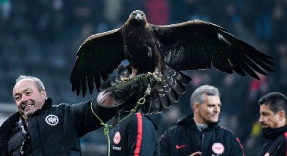 02.02.2019, xpsx, Fussball 1.Bundesliga, Eintracht Frankfurt - Borussia Dortmund emspor, v.l. attila maskottchen frankfurt adler (DFL DFB REGULATIONS PROHIBIT ANY USE OF PHOTOGRAPHS as IMAGE SEQUENCES and or QUASI-VIDEO) Frankfurt am Main