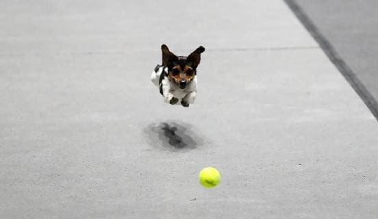 Sport Bilder des Tages Hund spielt mit Tennisball