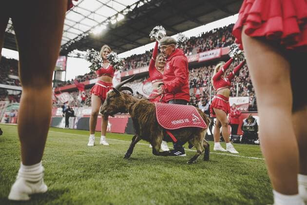 Köln, RheinEnergieStadion, 09.03.19: Kölns Maskottchen Geissbock Hennes läuft ins Stadion ein im Spiel der 2. Bundesliga zwischen 1.FC Köln vs. Arminia Bielefeld in der Saison 2018 2019. DFL regulations prohibit any use of photographs as image sequences and or quasi-video. *** Köln RheinEnergieStadion 09 03 19 Colognes mascot Geissbock Hennes enters the stadium in the game of the 2 Bundesliga between 1 FC Köln vs Arminia Bielefeld in the season 2018 2019 DFL regulations prohibit any use of photographs as image sequences and or quasi video