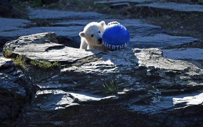 Sport Themen der Woche KW14 Sport Bilder des Tages Tierpark Berlin-Friedrichsfelde, das Eisbär-Mädchen (geb. am 1. Dezember 2018) erhielt heute offiziell den Namen Hertha, im Bild: Eisbär-Mädchen Hertha, zur Taufe gab es etwas zu Essen und einen Ball mit der Aufschrift Hertha, 02.04. 2019, *** Tierpark Berlin Friedrichsfelde the polar bear girl born on 1 December 2018 received today officially the name Hertha in the picture polar bear girl Hertha to the christening there was something to eat and a ball with the inscription Hertha 02 04 2019 Copyright: xMatthiasxKochx