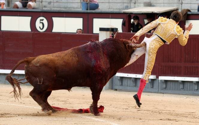 Sport Themen der Woche KW21 Sport Bilder des Tages French bullfighter Juan Leal fights a bull during the 12nd day of San Isidro bullfighting Fair at Las Ventas bullring in Madrid, 25 May 2019. San Isidro Bullfighting Fair !ACHTUNG: NUR REDAKTIONELLE NUTZUNG!  Copyright: xJJ.xGuillenx GRAF8246 20190525-636944149943754892