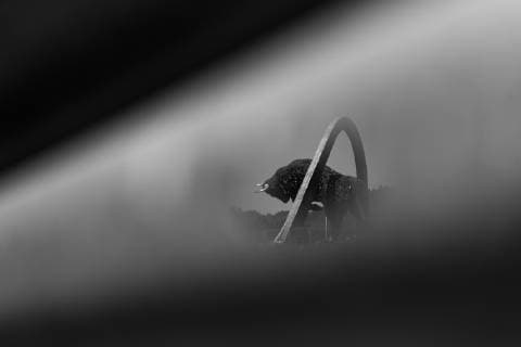 FORMULA 1 - GP of Austria 2019 SPIELBERG,AUSTRIA,29.JUN.19 - MOTORSPORTS, FORMULA 1 - Grand Prix of Austria, Red Bull Ring, qualification. Image shows the iron Red Bull sculpture. GEPAxpictures xDanielxGoetzhaber