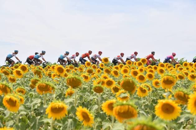 Sport Bilder des Tages Illustration picture shows the pack of riders passing by a field of sunflowers during the eleventh stage of the 106th edition of the Tour de France cycling race, 167 km from Albi to Toulouse, Wednesday 17 July 2019 in France. This year s Tour de France starts in Brussels and takes place from July 6th to July 28th. DAVIDxSTOCKMAN  x05627501x