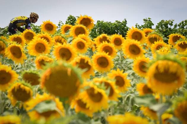 Illustration picture shows the pack of riders passing by a field of sunflowers during the eleventh stage of the 106th edition of the Tour de France cycling race, 167 km from Albi to Toulouse, Wednesday 17 July 2019 in France. This year s Tour de France starts in Brussels and takes place from July 6th to July 28th. DAVIDxSTOCKMAN  x05627894x