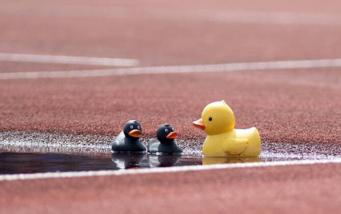 Sport Themen der Woche KW30 Sport Bilder des Tages Deutsche Jugend-Meisterschaften; Ulm, 26.07.2019 Impression: Entenfamilie im Wassergraben; Deutsche Jugend-Meisterschaften am 26.07.2019 im Donaustadion in Ulm (Baden-Wuerttemberg). *** German Youth Championships Ulm, 26 07 2019 Impression Duck family in the moat German Youth Championships on 26 07 2019 in the Donaustadion in Ulm Baden Wuerttemberg Copyright: xBEAUTIFULxSPORTS R.xSchmittx