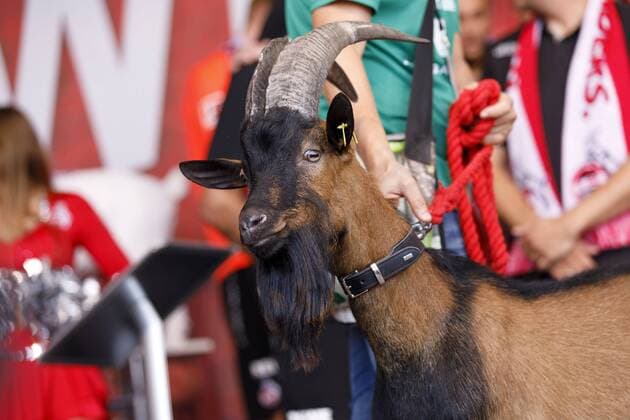 Hennes IX. bei der Saisoneröffnung des 1. FC Köln 2019 auf den Stadionvorwiesen. Köln, 04.08.2019 *** Hennes IX at the season opening of the 1 FC Köln 2019 at the Stadionvorwiesen Köln, 04 08 2019 Foto:xC.xHardtx xFuturexImage
