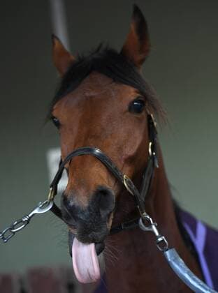 Bilder des Jahres 2019, Sport 08 August RACING CRANBOURNE BARRIER TRIALS, Steel Prince is seen during the Cranbourne Barrier Trials at Cranbourne Racecourse in Cranbourne, Monday, August 19, 2019. ( NO ARCHIVING, EDITORIAL USE ONLY, NO USE IN BOOKS WITHOUT CONSENT CRANBOURNE VIC AUSTRALIA  Copyright: xVINCExCALIGIURIx 20190819001413954107