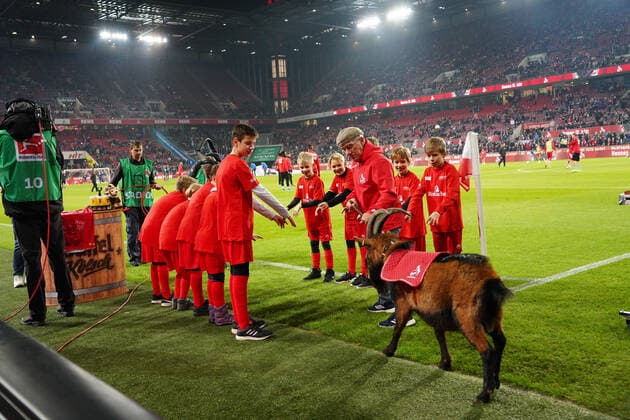 Sport Bilder des Tages GER, 1. FBL, 1.FC Koeln vs. TSG 1899 Hoffenheim 08.11.2019, RheinEnergieStadion, Koeln, GER, 1. FBL, 1.FC Koeln vs. TSG 1899 Hoffenheim, DFL regulations prohibit any use of photographs as image sequences and or quasi-video im Bild picture shows: Hennes der IX laeuft ein *** GER, 1 FBL, 1 FC Koeln vs TSG 1899 Hoffenheim 08 11 2019, RheinEnergieStadion, Koeln, GER, 1 FBL, 1 FC Koeln vs TSG 1899 Hoffenheim, DFL regulations prohibit any use of photographs as image sequences and or quasi video in the picture picture shows Hennes of the IX is running in nordphotox xMeuter nph00351