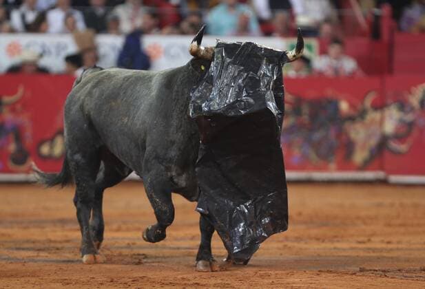 Bilder des Jahres 2019, Sport 12 Dezember Sport Bilder des Tages Amoroso Santuario de 542 kilos runs with a plastic sailcloth on its head during Peruvian Roca Rey s second bullfight held in Mexico City, Mexico, during the 7th day of the Temporada Grande bullfighting fair, 12 December 2019. Temporada Grande bullfighting in Mexico !ACHTUNG: NUR REDAKTIONELLE NUTZUNG!  Copyright: xMarioxGuzmanx AME5658 20191213-637118237145876269