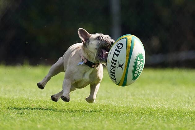 Bilder des Jahres 2020, Sport 04 April Sport Themen der Woche KW14 Sport Bilder des Tages SUPER RUGBY CLUBS COVID-19, Maggie the French Bulldog chases the ball kicked by Matt To omua of the Rebels in Melbourne, Friday, April 3, 2020. The Super Rugby competition has been postponed due to the coronavirus (COVID-19) pandemic. ( NO ARCHIVING, EDITORIAL USE ONLY, NO USE IN BOOKS WITHOUT CONSENT MELBOURNE VIC AUSTRALIA  Copyright: xMICHAELxDODGEx 20200403001461575816