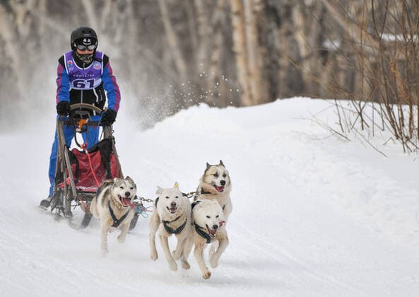 Bilder des Jahres 2021, Sport 02 Februar Sport Themen der Woche KW07 Sport Bilder des Tages PETROPAVLOVSK-KAMCHATSKY, RUSSIA - FEBRUARY 21, 2021: A participant in the 2021 Dyulin sled dog race for children as part of the 2021 Beringia international sled dog race. The 2021 Beringia is to run a 950km route between the villages of Esso and Ossora. Yuri Smityuk TASS  TS0F7690