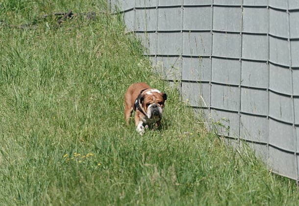 Formula 1 BWT Grosser Preis der Steiermark 2021 26.06.2021, Red Bull Ring , Spielberg, Formula 1 BWT Grosser Preis der Steiermark 2021 , im Bild Roscoe, der Hund von Lewis Hamilton (GBR 44), Mercedes-AMG Petronas Formula One Team