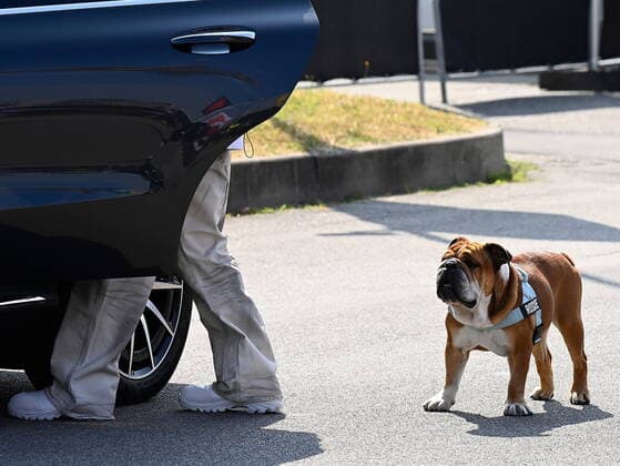 Formel 1, GP Italien in Monza, Lewis Hamilton und Hund Roscoe FORMULA 1 HEINEKEN GRAN PREMIO D ITALIA 2021 09.09.2021, Autodromo Nazionale di Monza, Monza, FORMULA 1 HEINEKEN GRAN PREMIO D ITALIA 2021 ,im Bild Lewis Hamilton (GBR 44), Mercedes-AMG Petronas Formula One Team mit Hund Roscoe.