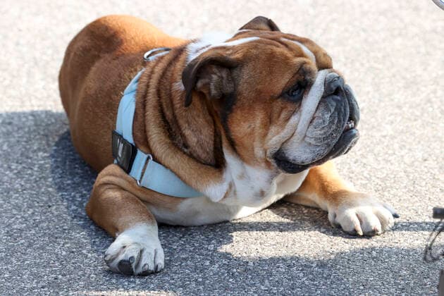 Dog Roscoe, F1 Grand Prix of Italy at Autodromo Nazionale Monza on September 9, 2021 in Monza, Italy. (Photo by HOCH ZWEI) Monza Italy