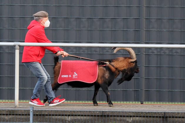 1.FC Köln vs. Eintracht Frankfurt, Fussball Frauen, 1. Bundesliga, Maskottchen geißbock Hennes (1. FC Köln), Bild: , 13.02.2022
