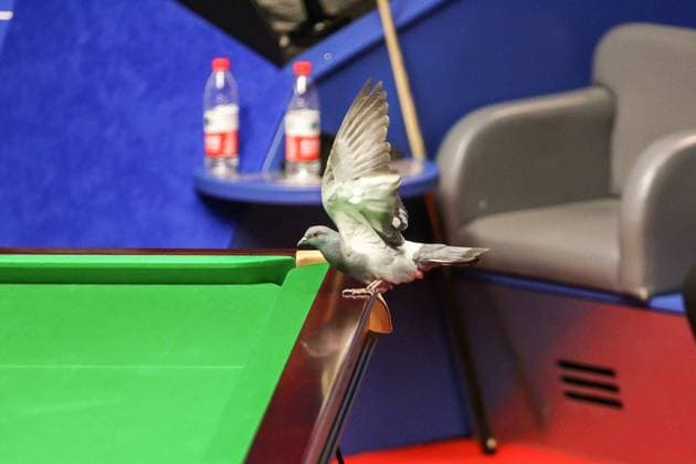 Sport Themen der Woche KW16 Sport Bilder des Tages Snooker World Snooker Championship 2022 An unexpected guest makes an appearance during the afternoon session of the 2nd round match between Mark Selby & Yan Bingtao on day 7 of the Betfred World Snooker Championship 2022 at the Crucible Theatre, Sheffield, United Kingdom on 22 April 2022. Sheffield Crucible Theatre South Yorkshire United Kingdom Editorial use only , Copyright: xColinxPoultneyx PSI-15047-0087