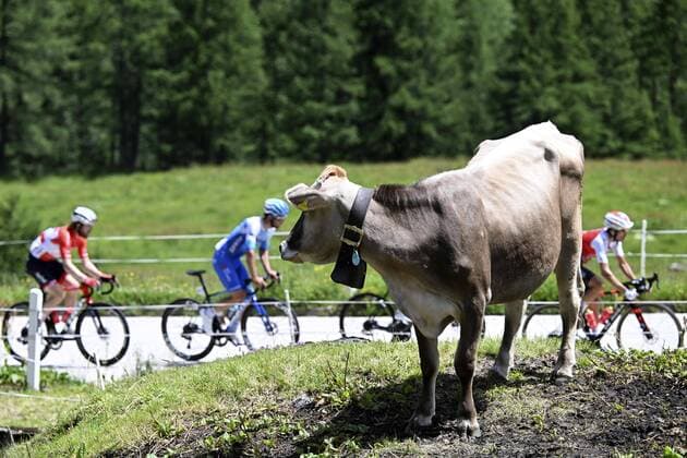 Sport Themen der Woche KW24 Sport Bilder des Tages MOOSALP, SWITZERLAND - JUNE 17 : Illustration picture of a cow during stage 6 of the 85th edition of the 2022 Tour de Suisse cycling race, a stage of 180 kms with start in Locarno and finish in Moosalp on June 17, 2022 in Moosalp, Switzerland, 17 06 2022 ( Motordriver Kenny Verfaillie - Tour de Suisse 2022 - 17 06 2022 PhotoNews Panoramic 
