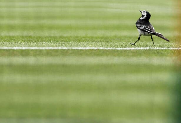 (220702) -- LONDON, July 2, 2022 -- A bird walks on the tennis court during the men s singles third round match between Novak Djokovic of Serbia and Miomir Kecmanovic of Serbia at Wimbledon Tennis Championship in London, Britain, on July 1, 2022. ) (SP)BRITAIN-LONDON-TENNIS-WIMBLEDON-MEN S SINGLES HanxYan 